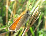 Ockergelber Braundickkopffalter   (Thymelicus sylvestris) 