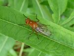 Gelbe Baumfliege    (Dryope flaveola)