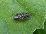 Gemeine Zwiebelschwebfliege   (Eumerus strigatus)