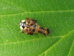 Asiatischer Marienkäfer  -  Schlüpfen des Käfers   (Harmonia axycridis)