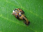 Asiatischer Marienkäfer  -  Schlüpfen des Käfers    (Harmonia axyridis)