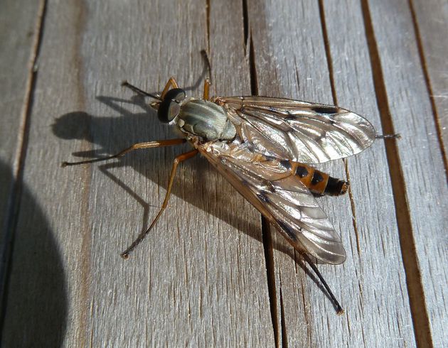 Gemeine Schnepfenfliege   (Rhagio scolopaceus)