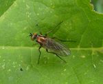 Langbeinfliege   (Dolichopus nigricornis)