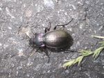 Gartenlaufkäfer o. Hohlpunkt    (Carabus hortensis)