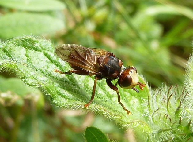 Gemeine Breitstirnblasenkopffliege  (Sicus ferrugineus)