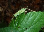 Gemeine Eichenschrecke w.   (Meconema thalassinum)