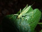 Gemeine Eichenschrecke w.   (Meconema thalassinum)
