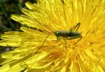 Grünes  Heupferd - Nymphe    2. Stadium    (Tettigaria viridissima)