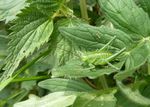 Grünes  Heupferd - Nymphe    5. Stadium    (Tettigaria viridissima)