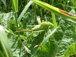 Grünes  Heupferd - Nymphe    7. Stadium    (Tettigaria viridissima)