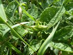 Grünes  Heupferd - Nymphe    7 Stadium    (Tettigaria viridissima)