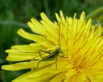 Grünes  Heupferd -  Nymphe   1.Stadium   (Tettigaria viridissima)