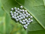 Mondvogel-Eispiegel   (Phalera bucephala)