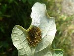 Mondvogel-Raupen   (Phalera bucephala)