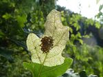 Mondvogel-Raupen   (Phalera bucephala)