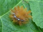 Raupe Ahorn-Rindeneule   (Acronicta aceris)