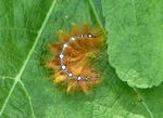 Raupe Ahorn-Rindeneule   (Acronicta aceris)