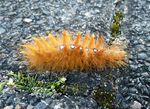 Raupe Ahorn-Rindeneule   (Acronicta aceris)
