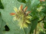 Raupe Ahorn-Rindeneule   (Acronicta aceris)