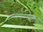 Raupe Aurorafalter   (Anthocharis cardamines)