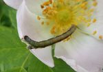 Raupe Birkenspanner   (Biston betularia)