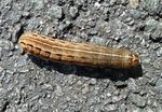 Raupe Braune Spätsommer-Bodeneule   (Xestia xanthographa)