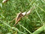Roesels Beißschrecke   (Metriopter roeseli)