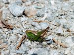 Roesels Beißschrecke   (Metriopter roeseli)