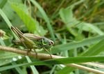 Roesels Beißschrecke    (Metrioptera roeseli)