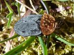 Rothalsige Silphe   (Oeceoptoma thoracicum)