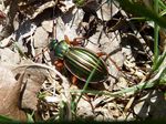 Goldlaufkäfer   (Carabus auratus)