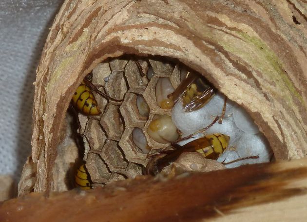 Hornissen-Nest   (Vespa crabro)