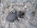 Lederlaufkäfer   (Carabus coriaceus)