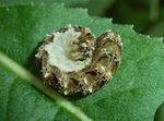 Blattwespen-Larve   (Tenthredo bipunctula)