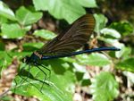 Blauflügel-Prachtlibelle m.   (Calopteryx virgo)