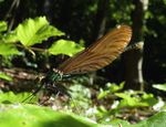 Blauflügel-Prachtlibelle w.   (Calopteryx virgo)