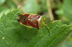 Bunte Blattwanze    (Elasmostethus interstinctus)