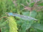 Gemeine Becherjungfer   (Enallagma cyathigerum)