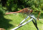 Gemeine Heidelibelle   (Sympetrum vulgatum)