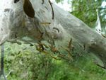 Gespinstblattwespen-Larven im Gespinst   (Pamphiliidae)