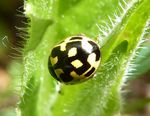 Schwarzgefleckter Marienkäfer   (Propylea quatuordecimpunctata)