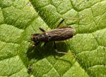 Sichelwanze   (Nabis brevis)