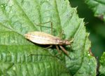 Sichelwanze   (Nabis limbatus)