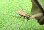Sichelwanze   (Nabis rugosus)