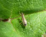 Sichelwanze   (Nabis rugosus)