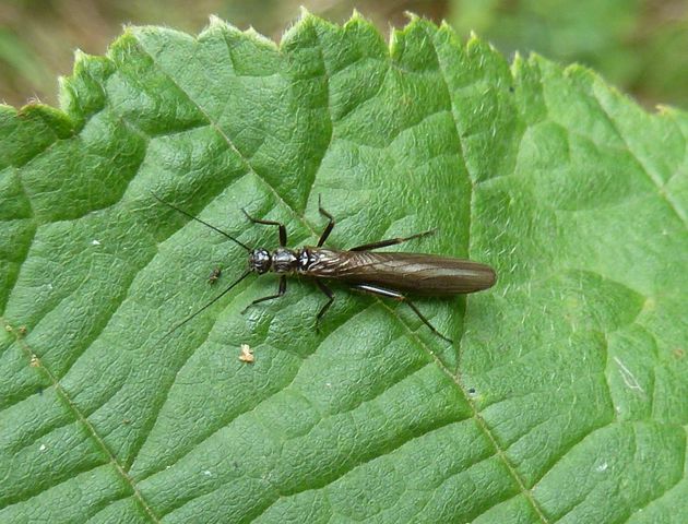 Steinfliege   (Leuctra fusca)