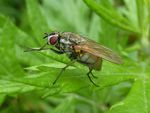 Echte Fliege   (Helina depuncta)