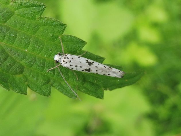Faulbaum-Gespinstmotte   (Yponomeuta plumbella)