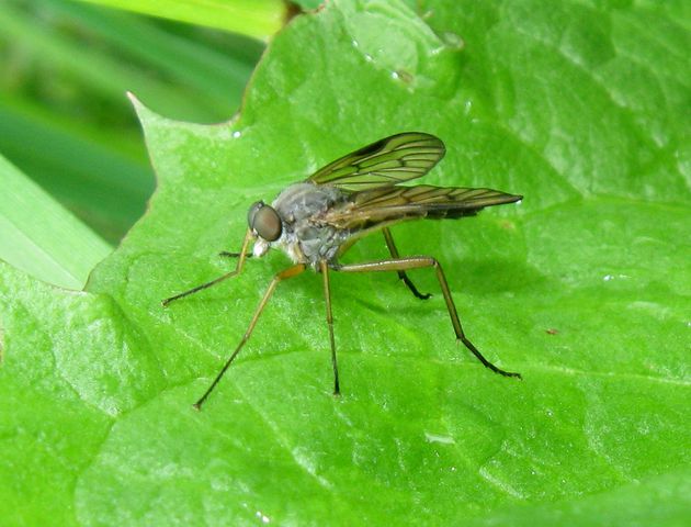 Gemeine Schnepfenfliege   (Rhagio scolopaceus)