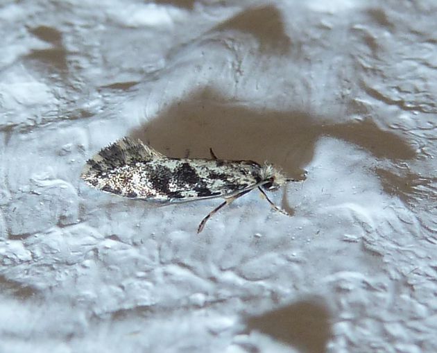 Kornmotte    (Nemapogon granella)